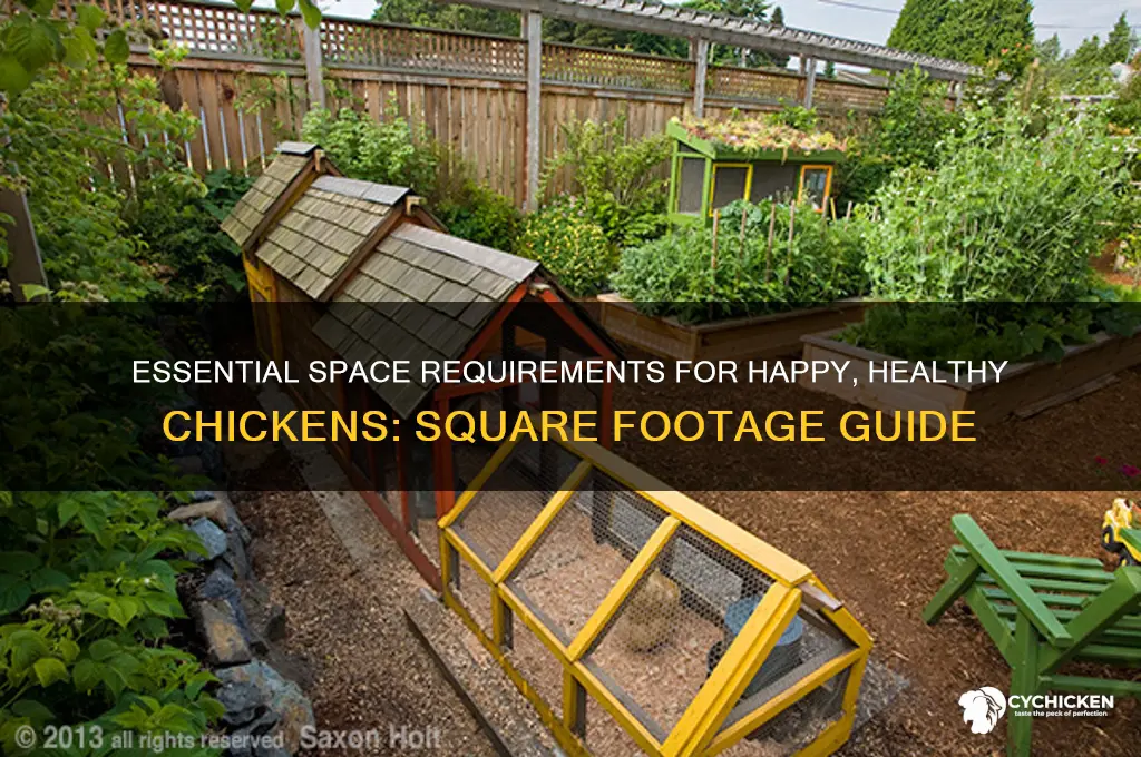 how many square feet does a chicken need