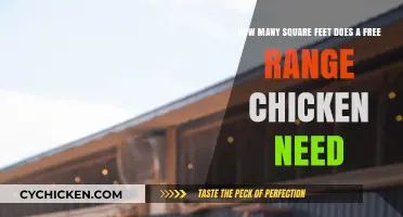 Free-Range Chickens: Space, Comfort, and Freedom
