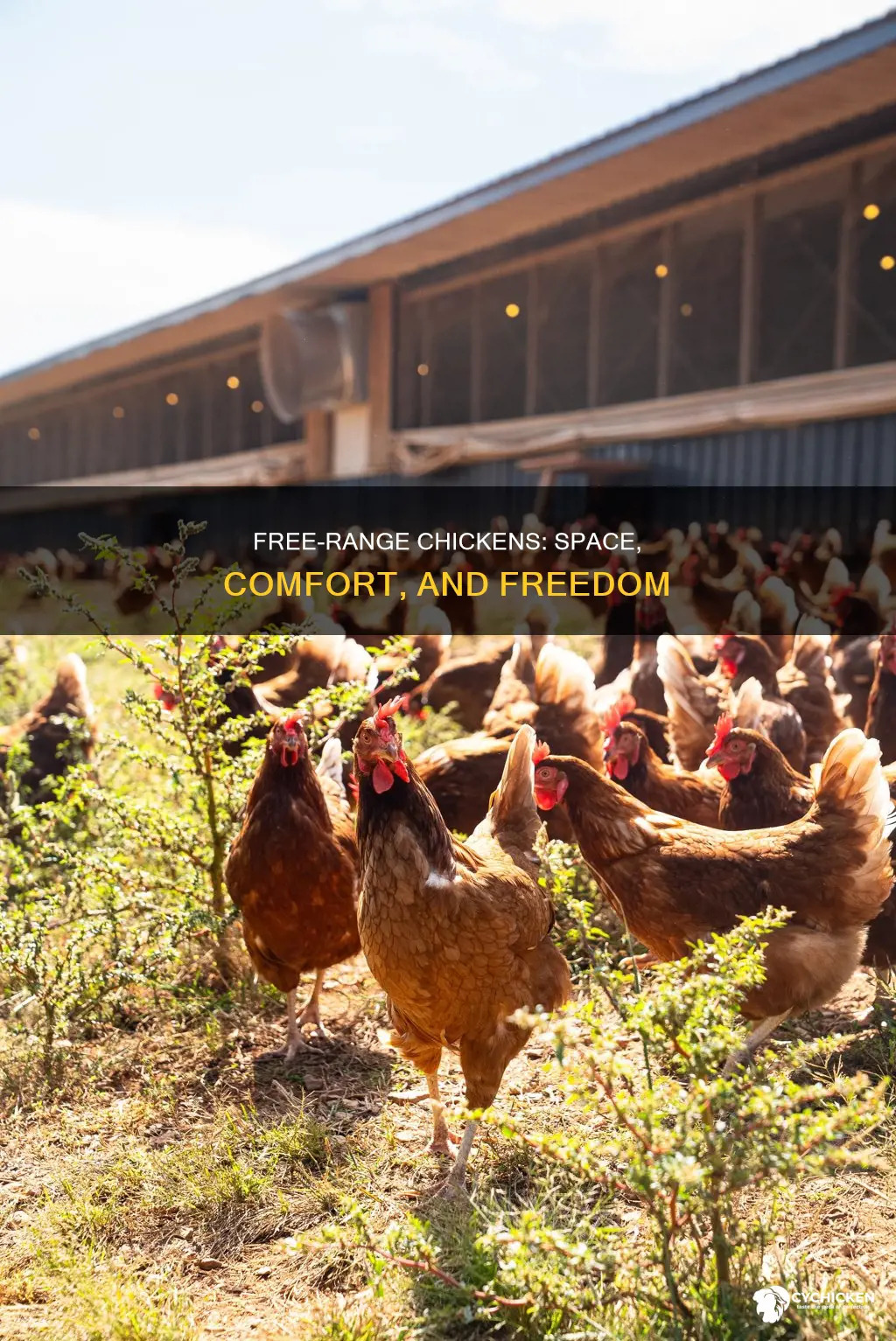how many square feet does a free range chicken need