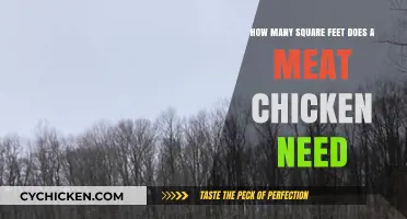 Meat Chickens: How Much Space Do They Require?