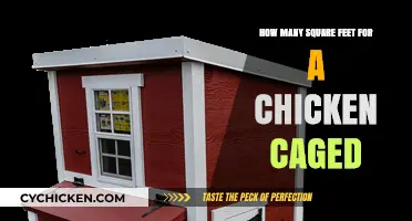 Spacious Chicken Coops: Square Footage Recommendations