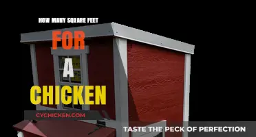 Determining the Ideal Square Footage for Raising Happy, Healthy Chickens