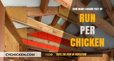 Optimal Chicken Run Space: Square Footage Per Chicken Explained