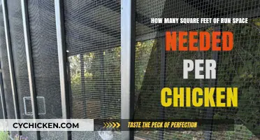 Spacious Chicken Runs: Square Footage Requirements