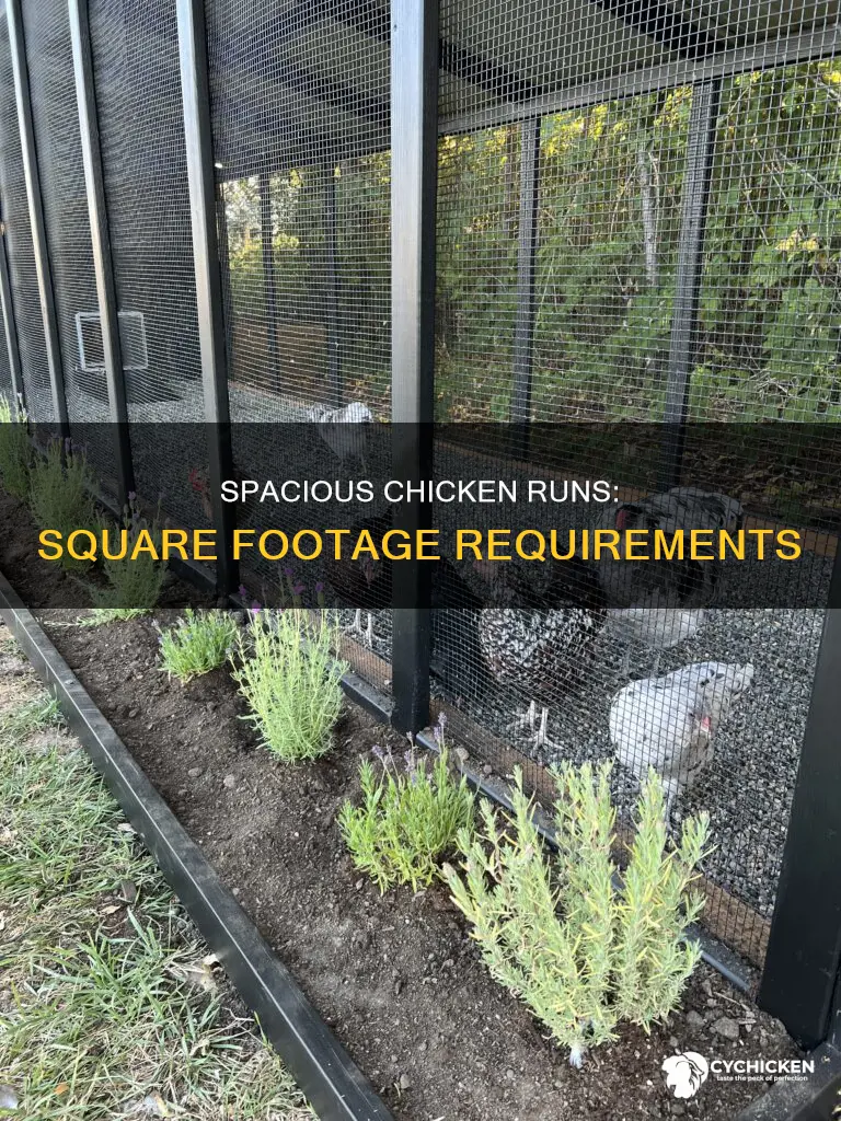 how many square feet of run space needed per chicken