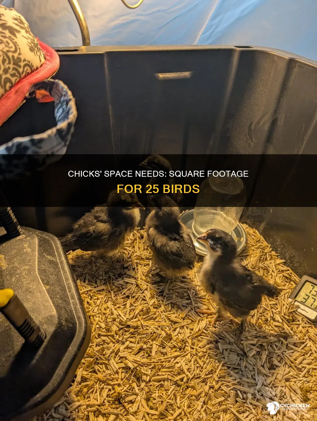 how many square feet of space do 25 chicks need