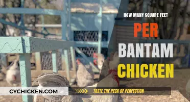Bantam Chicken Space Requirements: Square Footage Guide for Happy Flocks