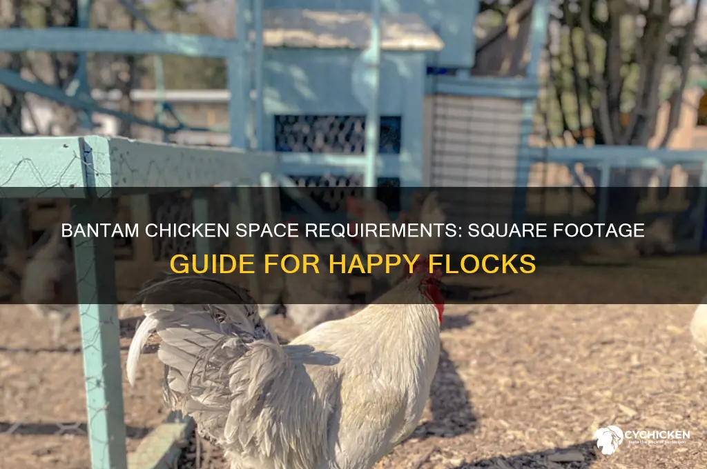 how many square feet per bantam chicken