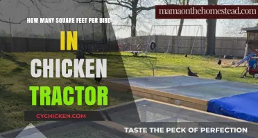 Chicken Tractor Space: Square Footage for Happy Hens