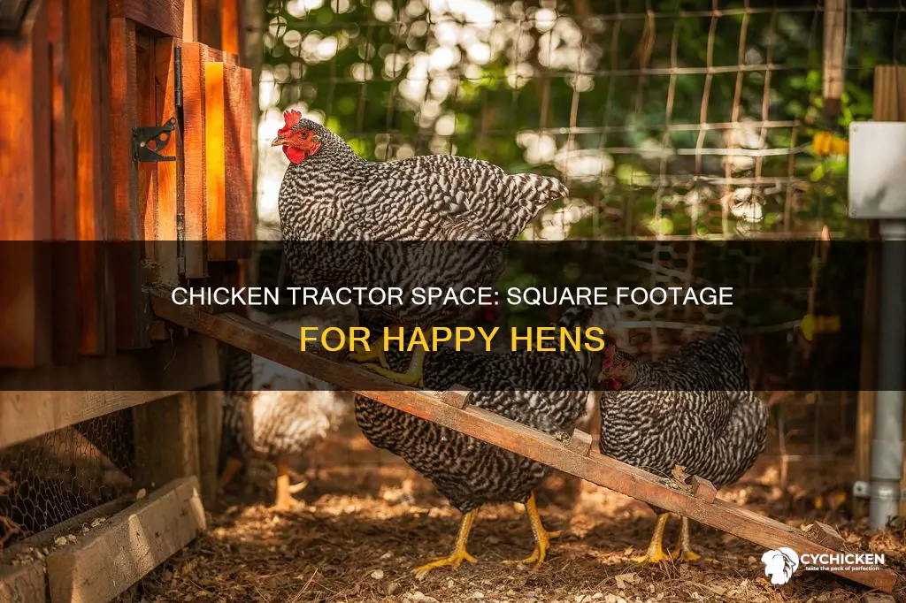 how many square feet per bird in chicken tractor