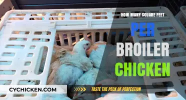 Optimal Broiler Chicken Space: Square Feet Requirements Explained