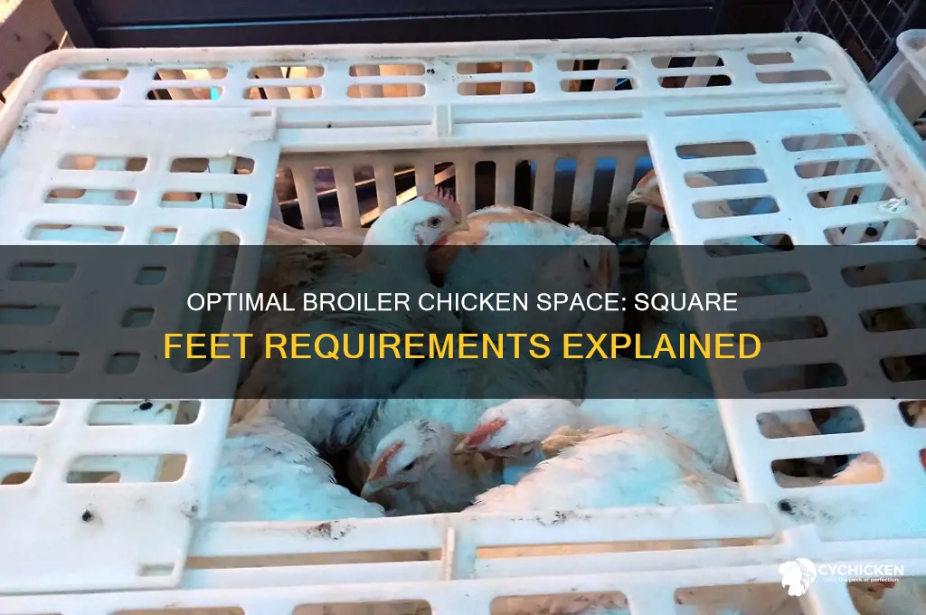 how many square feet per broiler chicken