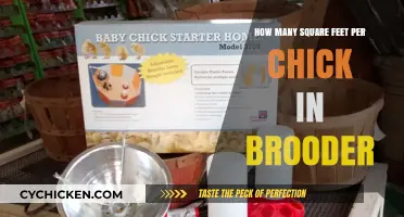 Brooder Space: Square Footage for Happy, Healthy Chicks