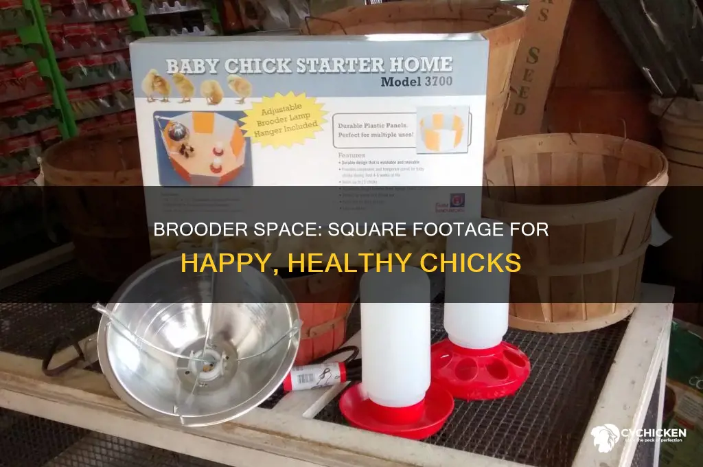 how many square feet per chick in brooder
