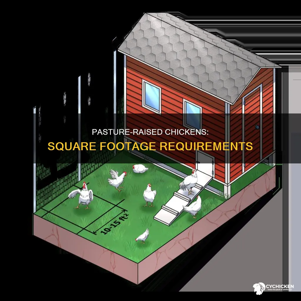 how many square feet per chicken for pasture raised