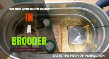 Brooder Space: Square Footage for Happy Chickens