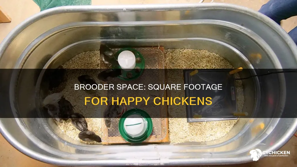 how many square feet per chicken in a brooder