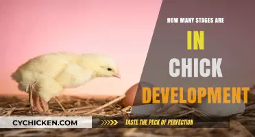 Chick Development Stages: Unveiling the Journey from Egg to Hatchling