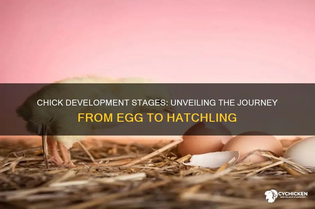 how many stages are in chick development