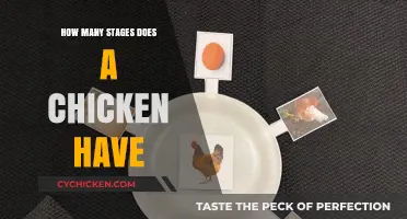 Understanding the Fascinating Life Stages of a Chicken's Development