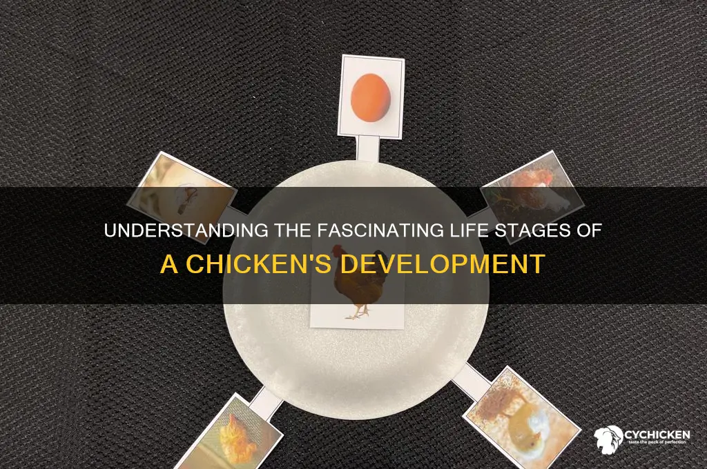 how many stages does a chicken have