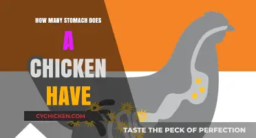 Understanding the Unique Digestive System of Chickens: Stomach Count Explained