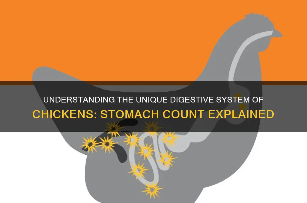 how many stomach does a chicken have