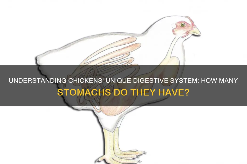how many stomachs does a chicken have