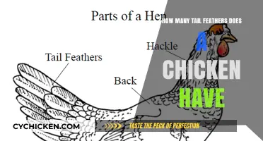 The Secret Behind a Chicken's Tail Feathers
