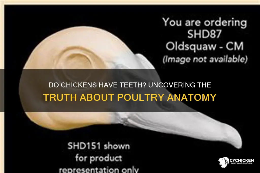 how many teeth does a chicken have