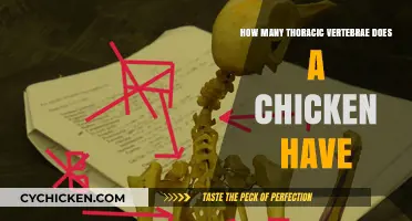 Vertebral Column of Chickens: How Many?