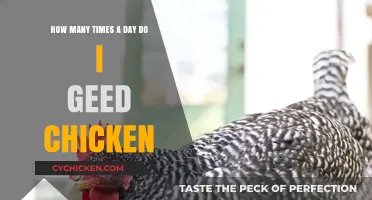Feeding Chickens: How Often and How Much?