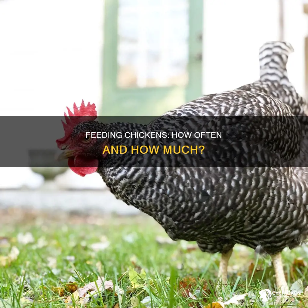 how many times a day do i geed chicken