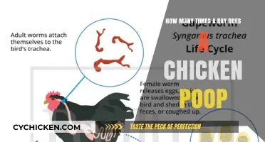 Daily Chicken Poop: How Often Do They Go?