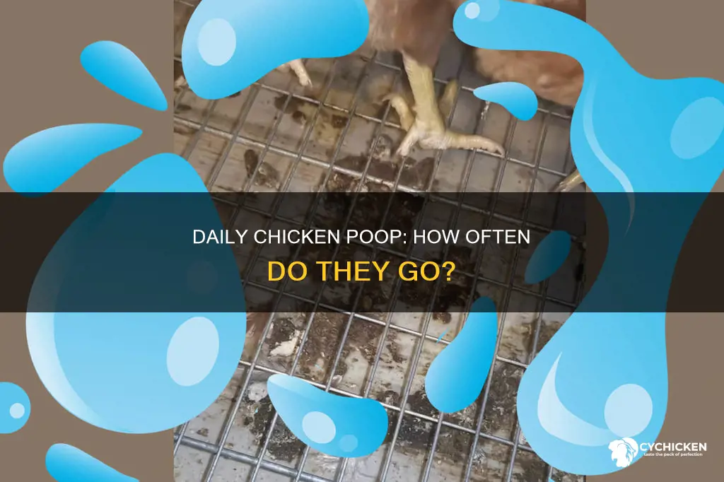 how many times a day does a chicken poop