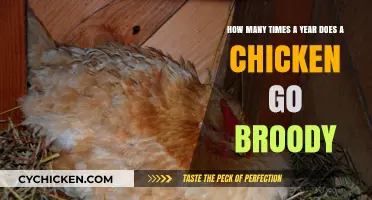 Broody Hens: How Often Do They Go Broody?