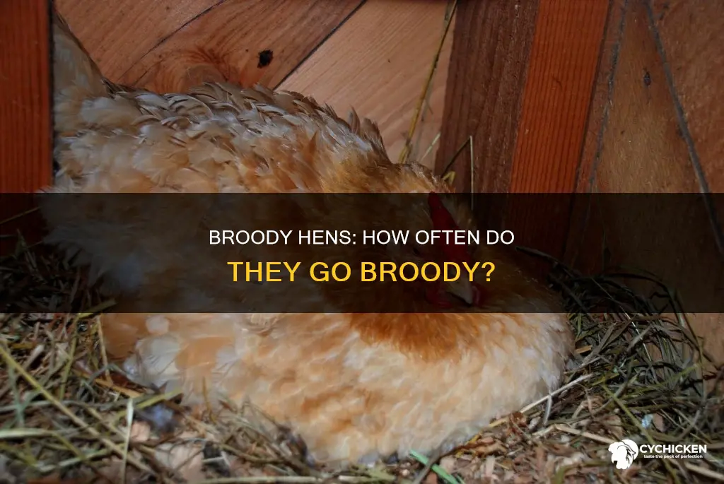 how many times a year does a chicken go broody