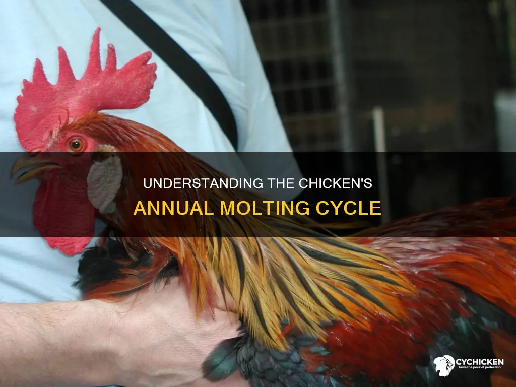 how many times a year does a chicken molt