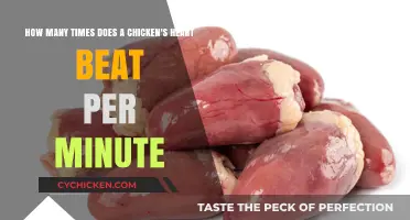Heart Rate of Chickens: Beats Per Minute
