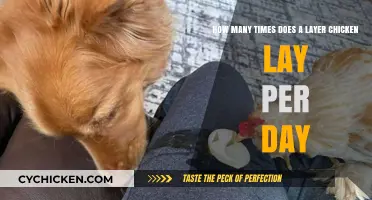 Chicken Laying Habits: How Often Do They Lay?