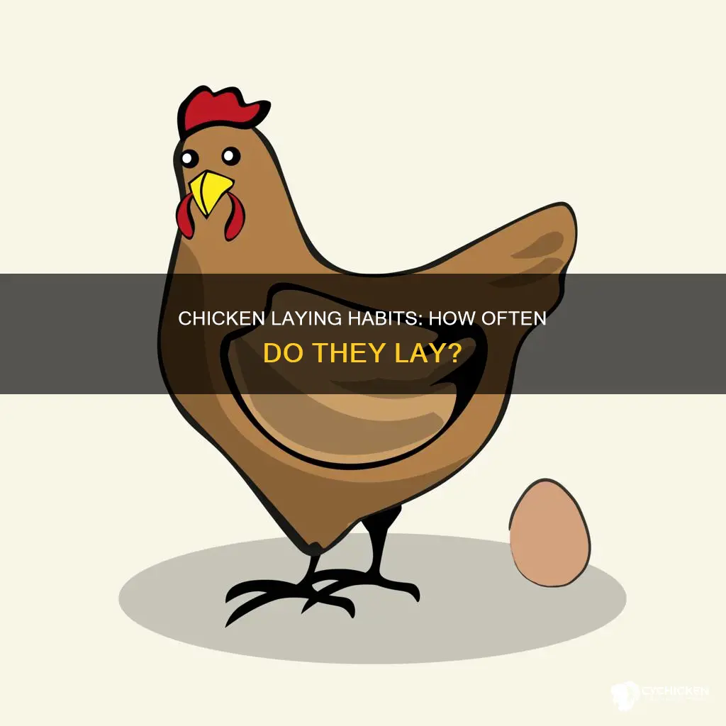how many times does a layer chicken lay per day