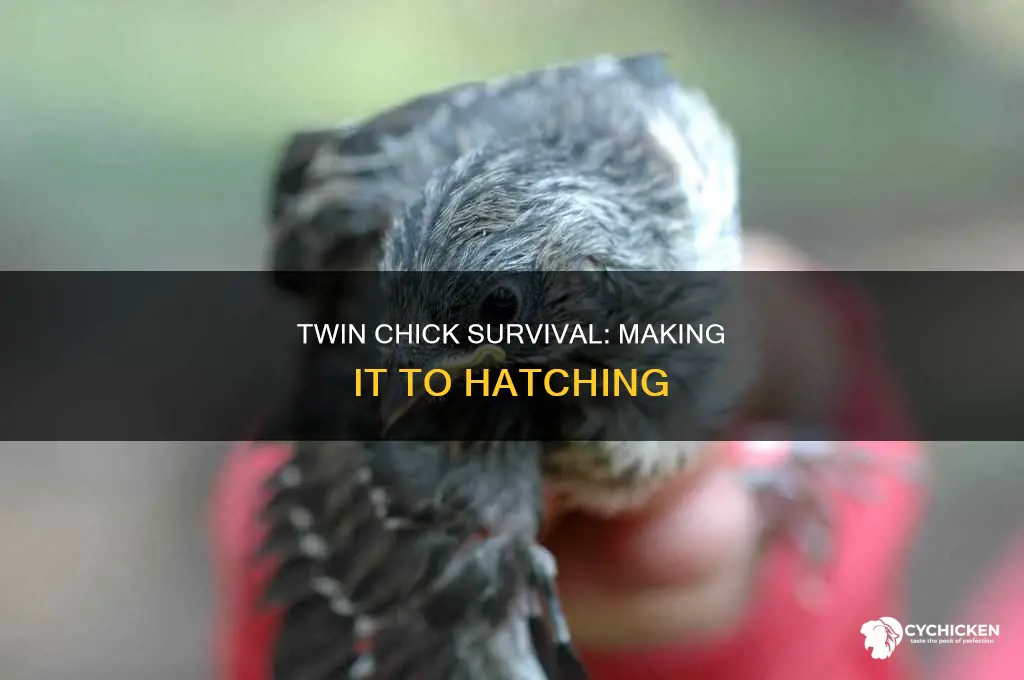 how many times does twin chick survive to hatching