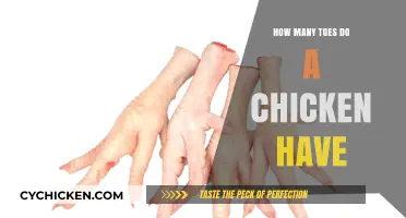 Exploring Chicken Anatomy: How Many Toes Do Chickens Actually Have?