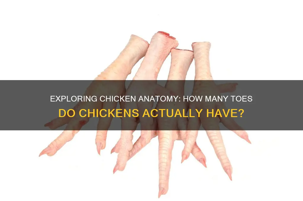 how many toes do a chicken have
