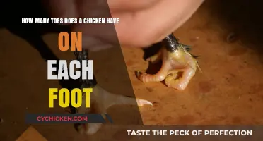 Chicken Toes: How Many on Each Foot?