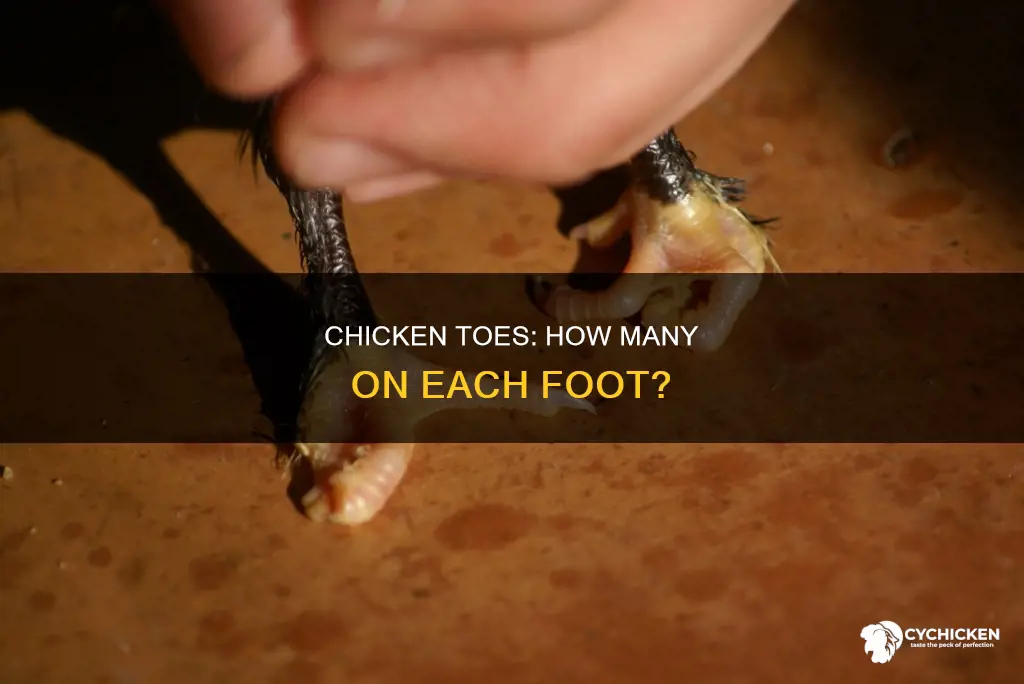 how many toes does a chicken have on each foot