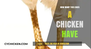 Unveiling the Truth: How Many Toes Does a Chicken Have?