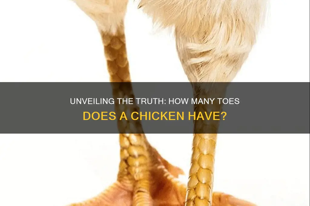 how many toes does a chicken have