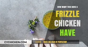 Frizzle Chickens: How Many Toes Do They Have?