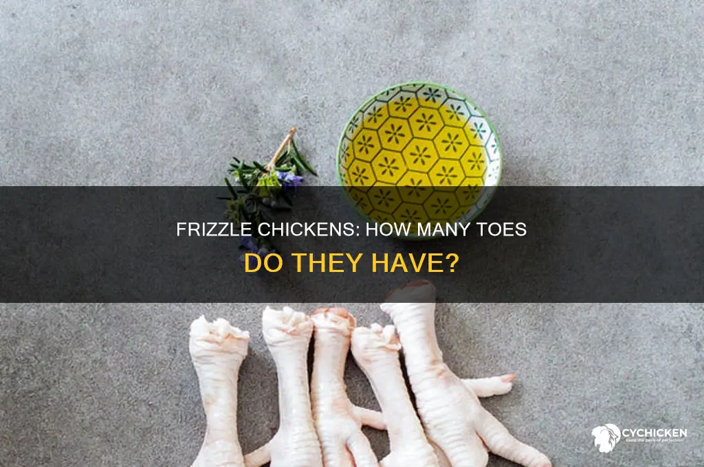 how many toes does a frizzle chicken have